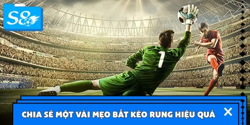 Hé lộ các mẹo bắt kèo rung hiệu quả từ các cao thủ