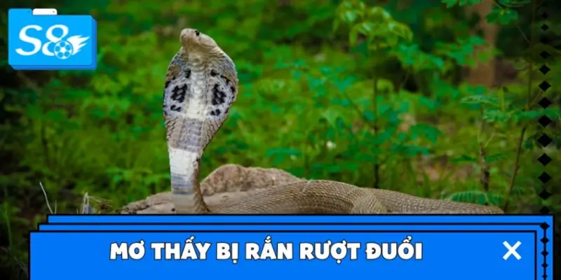 Mơ thấy bị rắn rượt đuổi