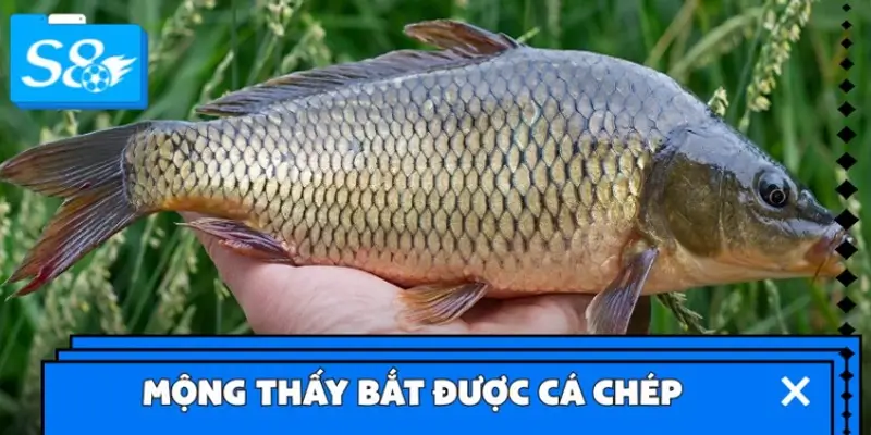 Mộng thấy bắt được cá chép