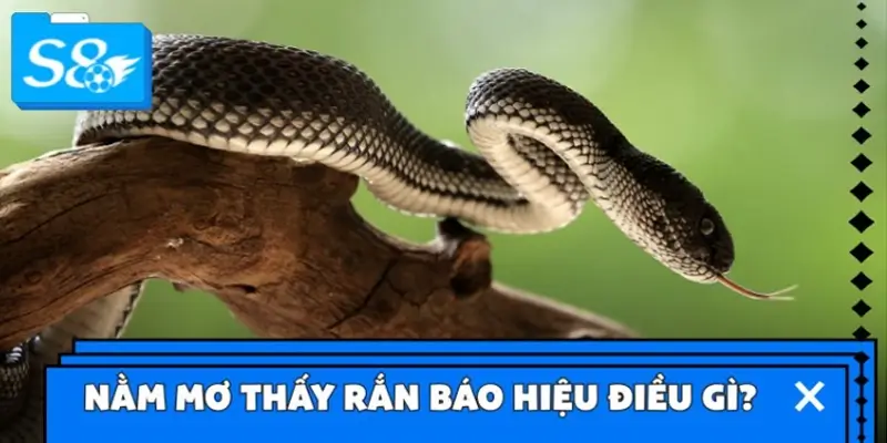 Ngủ mơ thấy con rắn báo hiệu điều gì?